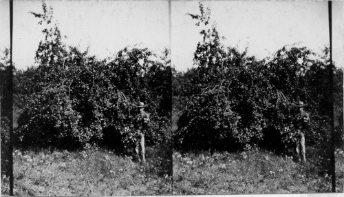 Close up of a full loaded apple. tree - variety, "Romeo Beauties." 15 yr. old trees - crop out 20 crates (bushel each)