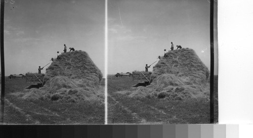 Stacking in Noble Farm, Nobleford, Alta