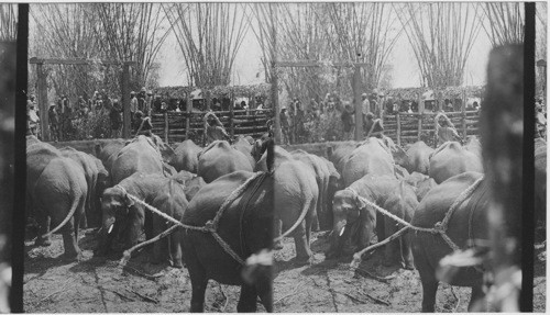 H.R.H. watching huge trained elephant dragging away an unwilling calf. Wild Elephant Drive. Mysore India