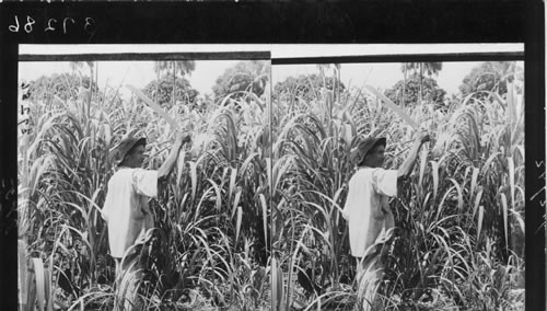 Sugar Cane, The Money Crop of the Guianas. French Guiana [Guyane Francaise]