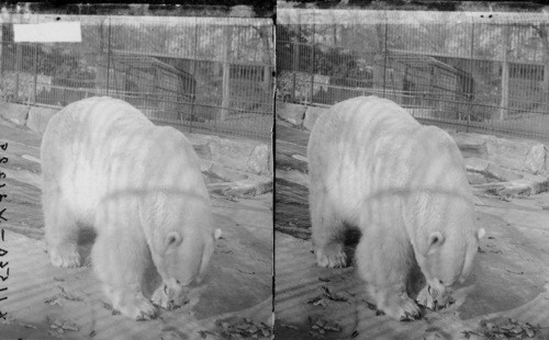 Big game of the frozen north - beautiful polar bear in Bronx Park. N.Y.C