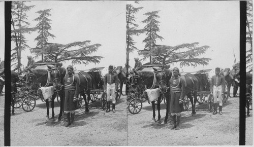 Viceroy’s Carriage - Christ Church - Simla - India