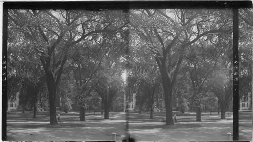 Among the Elms, Quadrangle of Harvard College, Cambridge - Boston