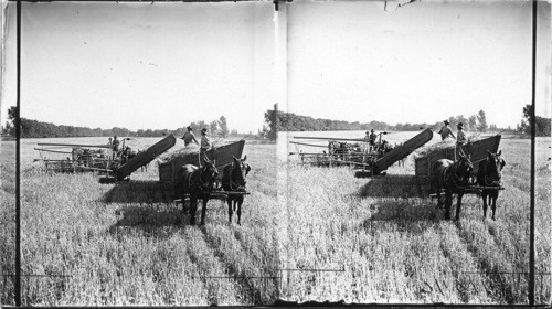 Harvesting barley with leader & elevator attached, near Phoenix, Ariz., Salt river Valley