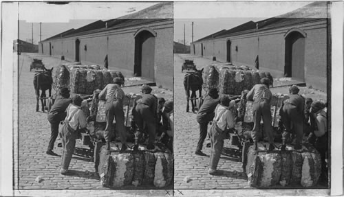 Loading bales of cotton on wagon for delivery at the compressor where they are squeezed to one - half their original thickness for export. Savannah, Georgia