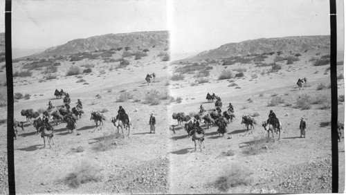 Bedouins on march thru the desert. Palestine