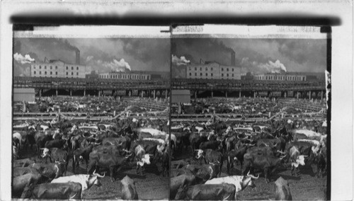 Cattle in the Great Union Stock-Yards, the Greatest of livestock Markets. Chicago Ill