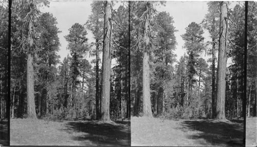 Pine Trees in the Kaibab National Forest, Ariz