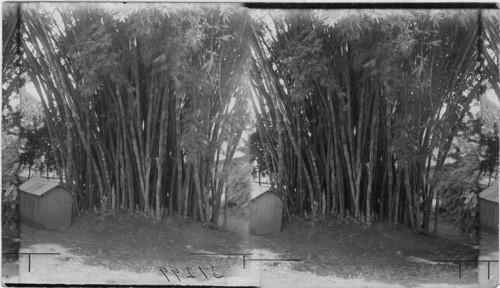 Bamboo Clump. Hilo, Hawaiian Islands
