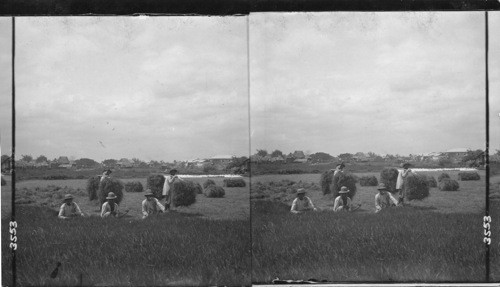 Haying in the fields of Ermita, Philippine Islands. Not in Ermita. Cutting grass in the Philippines. Title suggested by E.E.B