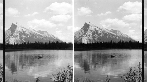 Banff - Lake Louise Highway - Arundel Mt. Moose in Water. Canada