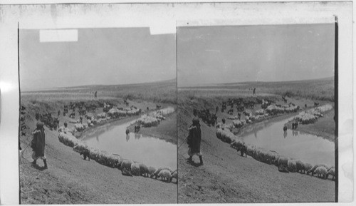 Herd of Sheep on the Plain of Jezreel, Palestine. (With Shepherds beside stream of water.) Palestine