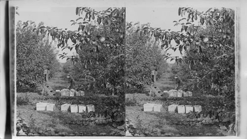 Apples for the World's Market in Orchard at Spokane. Washington