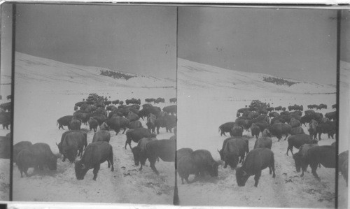 Part of Yellowstone National Park. Buffalo Herd Wintering in the Lemar River Valley, Wyoming