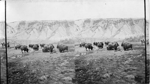 Pres. Roosevelt's Trip in Montana. Buffalo Herd in Y.N.P