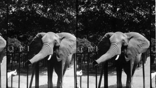 Feeding Elephant in National Zoological Park in Rock Creek Park, Wash., D.C. African?