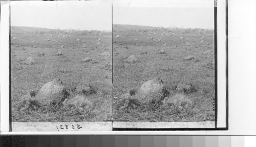 A Field of Ant Hills, State of Sao Paulo, Brazil