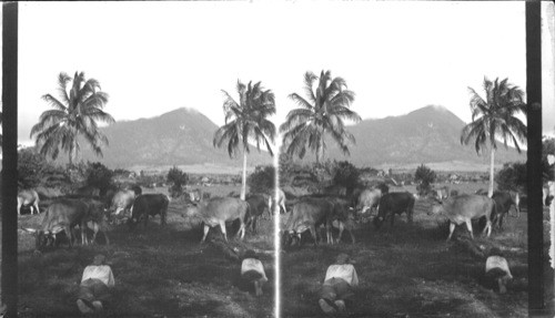 Scene Near the Old Home of Alexander Hamilton. Island of Nevis. B.W. Indies