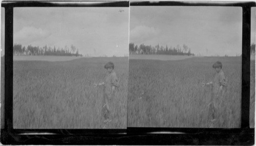 Field of Grain Near Fairbank, Alaska