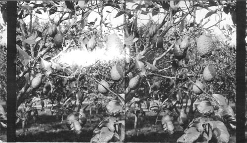 A Lemon Tree. West Indies