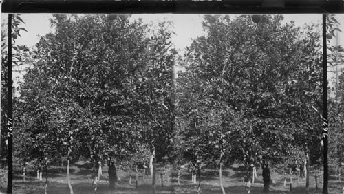 A Grapefruit Orchard Near Mandeville, Jamaica