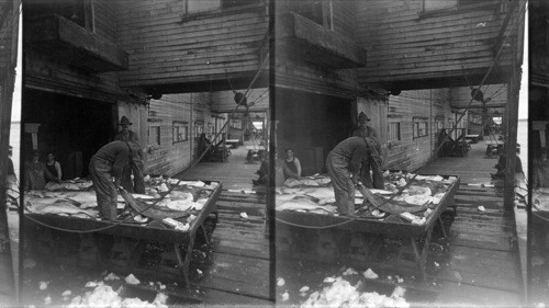 Halibut being raised to the dock and be-headed before it is weighed. Prince Rupert. B.C