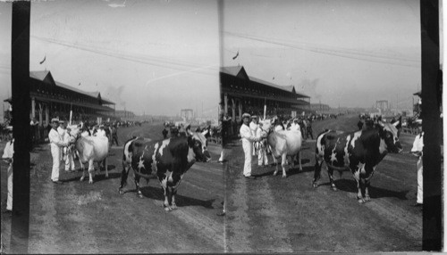 Miles of Beef and Seas of Milk. Toronto Exposition, Canada