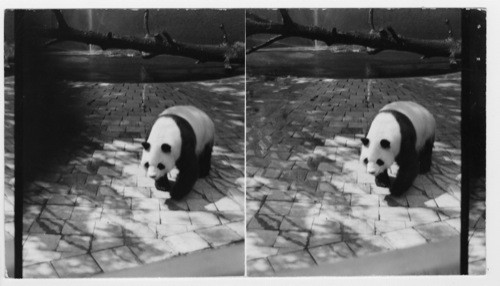 Panda Bear. Bronx Zoo. Use for #37