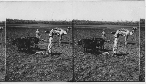 Plowing in the fertile Plain of Sharon, Lydda, Palestine