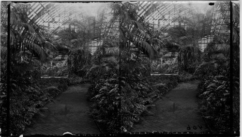 Green House, Douglas Park Conservatory, Chicago, Ill