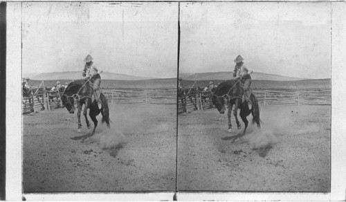 The "Strenuous" life of the Cowboy - Breaking a Bucking Bronco. Mont