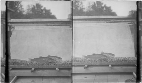 Rainbow (Trout). Fish Hatchery, Wayne Co. Penna