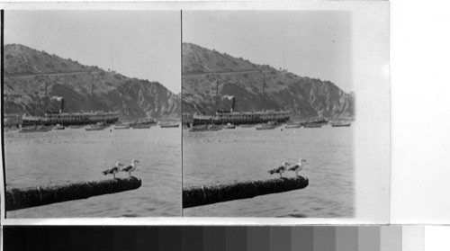 Santa Catalina Island in the Pacific. Sea Gulls at rest in foreground