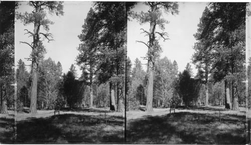 Pines and Aspens in the Kaibab National Forest. Ariz