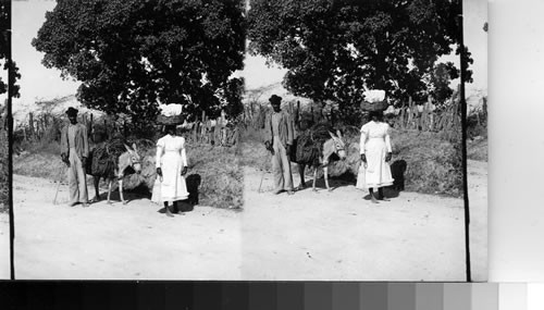 Their means of transportation, Jamaica