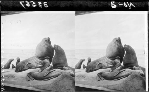 Northern sea lions, Field Museum of Natural History, Chicago