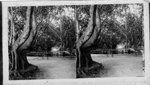 Rubber Trees and Fountain, Jardin D’Essai Algiers, Algieria