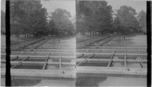 Fish Hatchery - Wayne Co., Penna