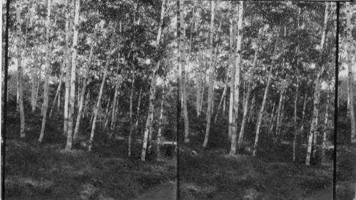 Grove of Birch Trees, Intervale, N. H