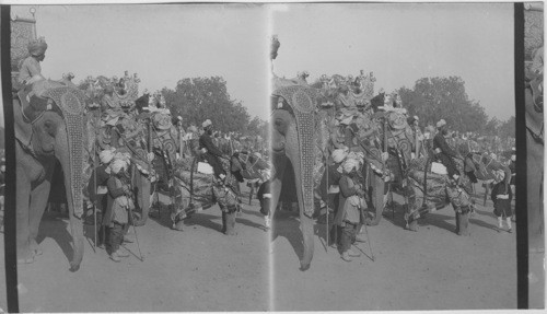 Half mile of State Elephants, Durbar Delhi, India