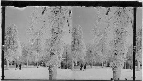 Frozen Spray on the Trees of Prospect Park, N.Y