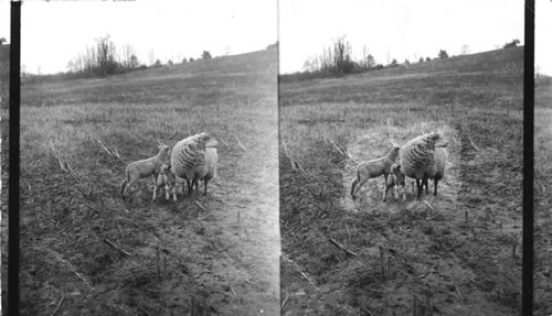 Cotswold Ewes and Lambs. Virginia