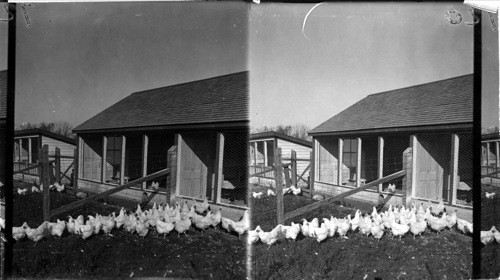 White Wyandotte Poulets, Experimental Farm, Indian Head, Sask