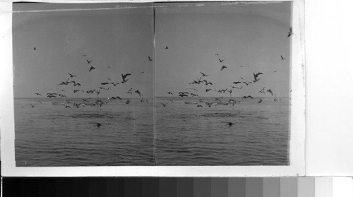 Seal and Sea Gulls near the Shore, Santa Catalina Island