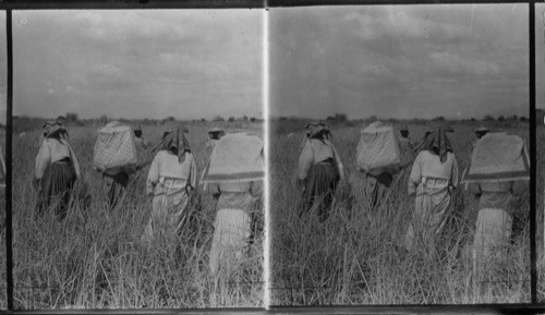 Harvesting Rice, Philippines