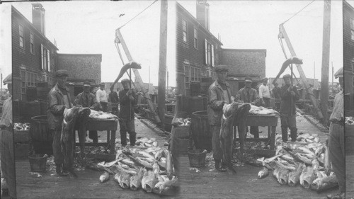 Dressing the fish, Canso, N.S., Canada