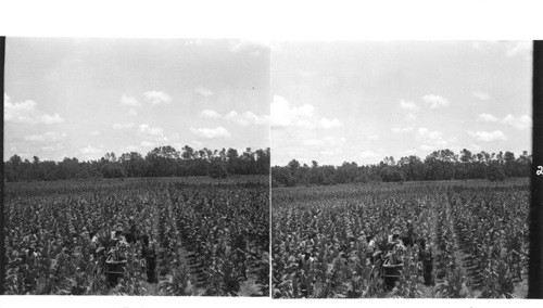 Tobacco harvest under way on a plantation field in Florence county in the east central part of So. Car. Lake City, So. Car