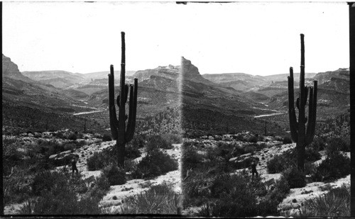 Giant cactus, the Saliuaro, the thirty feet is no uncommon height for the Saliuaro to attain and some few are more than fifty feet. From the spiny, fluted trunk issue branches which almost equal that trunk in diameter, and frequently there is but a solitary branch, yet this monstrous cactus brings forth a brilliant red waxen flower of singular beauty - the state flower of Arizona. Salt River can be seen in the distance along the Apache Trail about 7 miles west of Irish Creek Canyon and nines miles east of Roosevelt Dam. Ariz