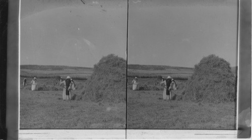 Franciscan Monks making Hay, Palestine