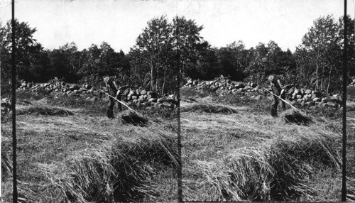 Field with Stone Wall - Farmer raking hay. Maine (?)